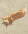 GYPSY CAT×久方広之 虚無猫 ストレイサコッシュ のら猫拳 猫写真家 コラボレーション