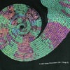 COTTON EXPRESSIONS Chameleon Tシャツ カメレオン